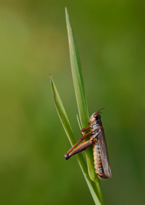  Insectes / Insects