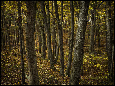 Fells woods