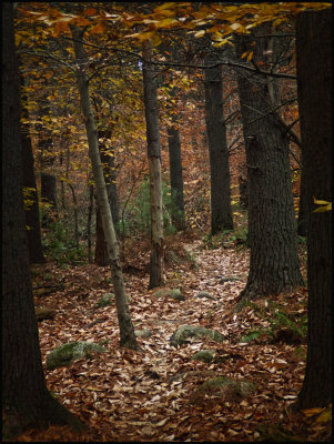 Wampatuck trail