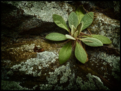 Green plant Fells