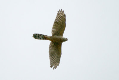 01045 - Gabar Goshawk - Micronisus gabar