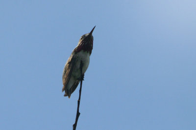 03147 - Calliope Hummingbird - Selasphorus calliope