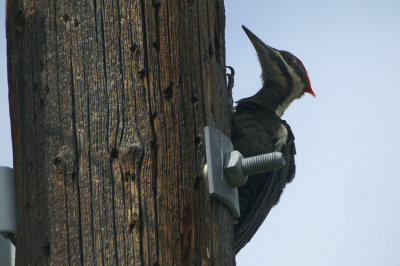 03812 - Pileated Woodpecker - Dryocopus pileatus
