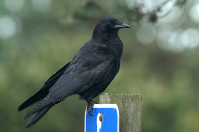 06737 - Northwestern Crow - Corvus caurinus