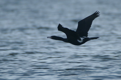 00898 - Pelagic Cormorant - Phalacrocorax pelagicus