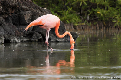 00726 - American Flamingo - Phoenicoptrus ruber