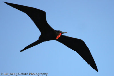 Great Frigatebird