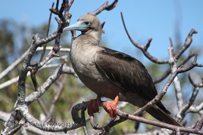 Red-footed Booby