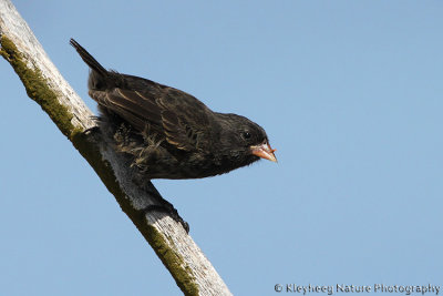 10588 - Sharp-beaked Ground Finch - Geospiza difficilis