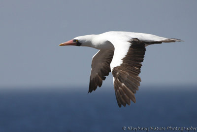 00883 - Nazca Booby - Sula granti