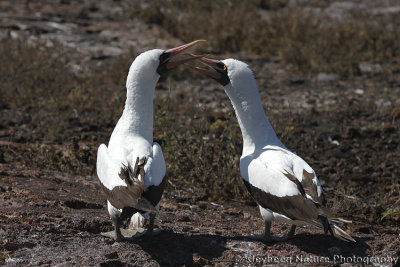 Nazca Booby