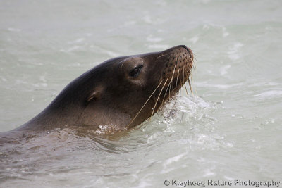 Galapagos Sea Lion