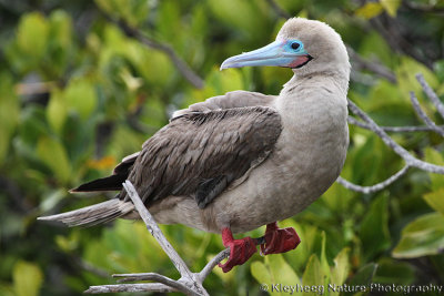 00884 - Red-footed Booby - Sula sula