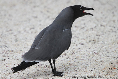 01692 - Lava Gull - Leucophaeus fuliginosus