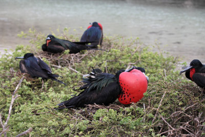 Great Frigatebird