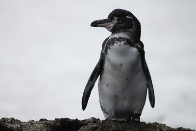 00559 - Galapagos Penguin - Spheniscus mendiculus