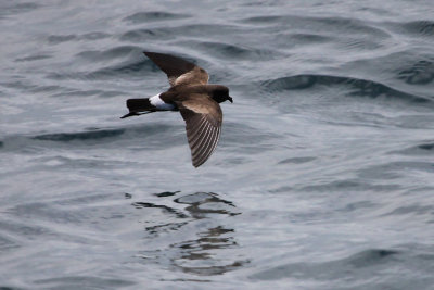 Elliots Storm Petrel