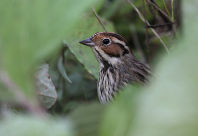 Little Bunting