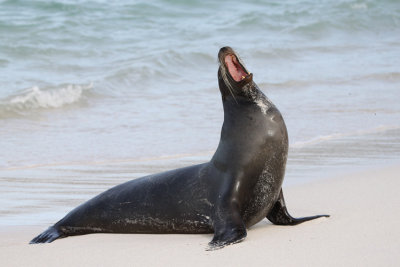 Galapagos Sea Lion
