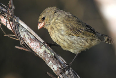 10594 - Small Tree Finch - Camarhynchus parvulus