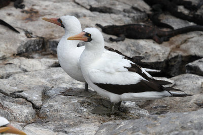 Nazca Booby