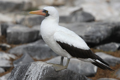 Nazca Booby