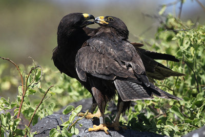 Galapagos Hawk