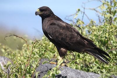 01177 - Galapagos Hawk - Buteo galapagoensis