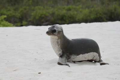 Galapagos Sea Lion