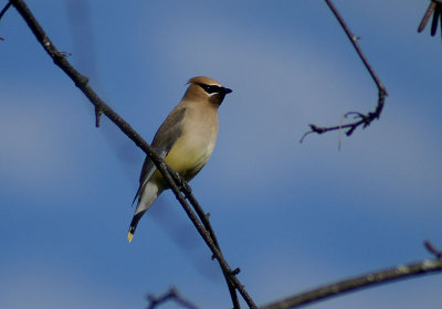 06866 - Cedar Waxwing - Bombycilla cedrorum