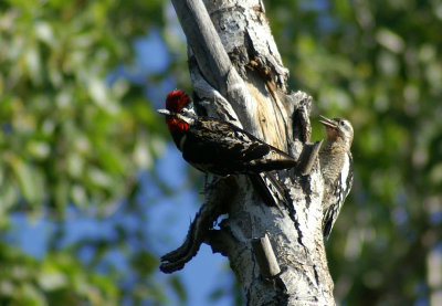 03696 - Red-naped Sapsucker - Sphyrapicus nuchalis