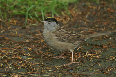10114 - Golden-crowned Sparrow - Zonotrichia atricapilla
