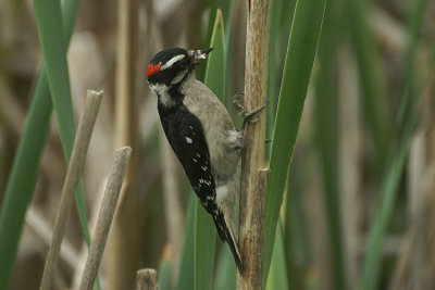 03753 - Downy Woodpecker - Picoides pubescens