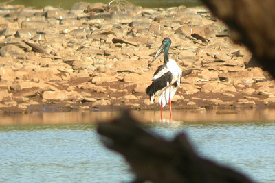 00747 - Black-necked Stork - Ephippiorhynchus asiaticus