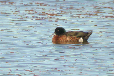 00172 - Chestnut Teal - Anas castanea