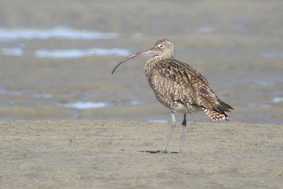 01594 - Far Eastern Curlew - Numenius madagascariensis