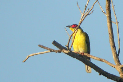 06429 - Australasian Figbird - Sphecotheres vieilloti