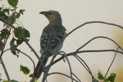 05680 - Great Bowerbird - Chlamydera nuchalis