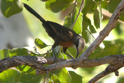 05977 - Grey-crowned Babbler - Pomatostomus temporalis