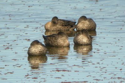 00171 - Grey Teal - Anas gracilis