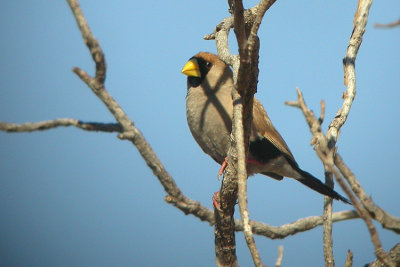 09454 - Masked Finch - Poephila personata