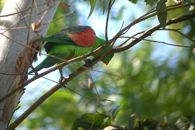 04111 - Red-winged Parrot - Aprosmictus erythropterus