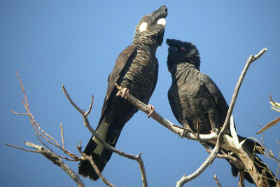 03941 - Carnaby's Black Cockatoo
