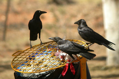 06753 - Torresian Crow - Corvus orru