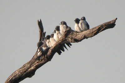 06145 - White-breasted Woodswallow - Artamus leucorynchus