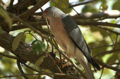 Shikra