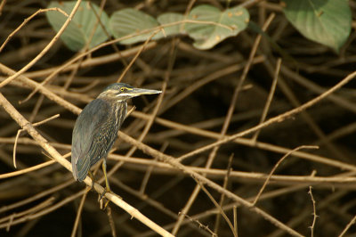 Striated Heron