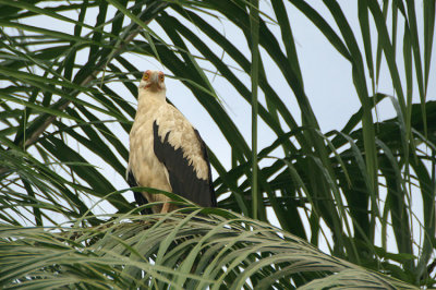 Palmnut Vulture