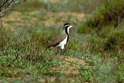 01483 - Banded Lapwing - Vanellus tricolor