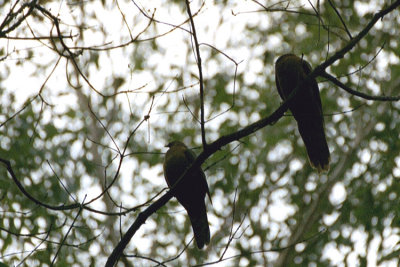 01885 - Brown Cuckoo-Dove - Macropygia phasianella